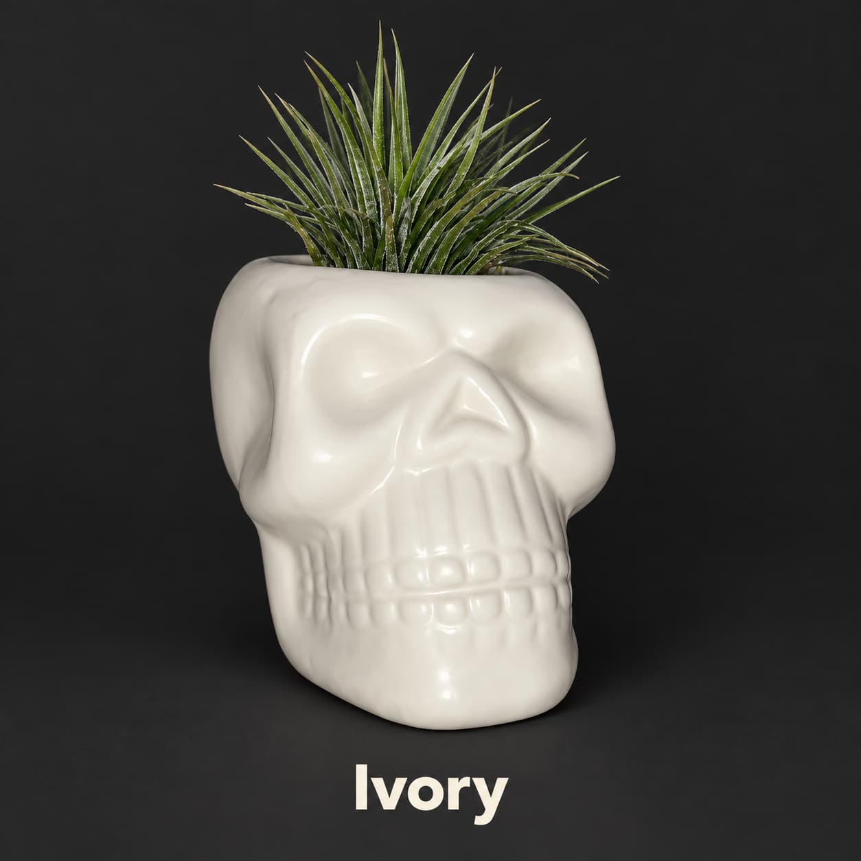 Ivory